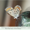 kretania eurypilus female ex larva daghestan1